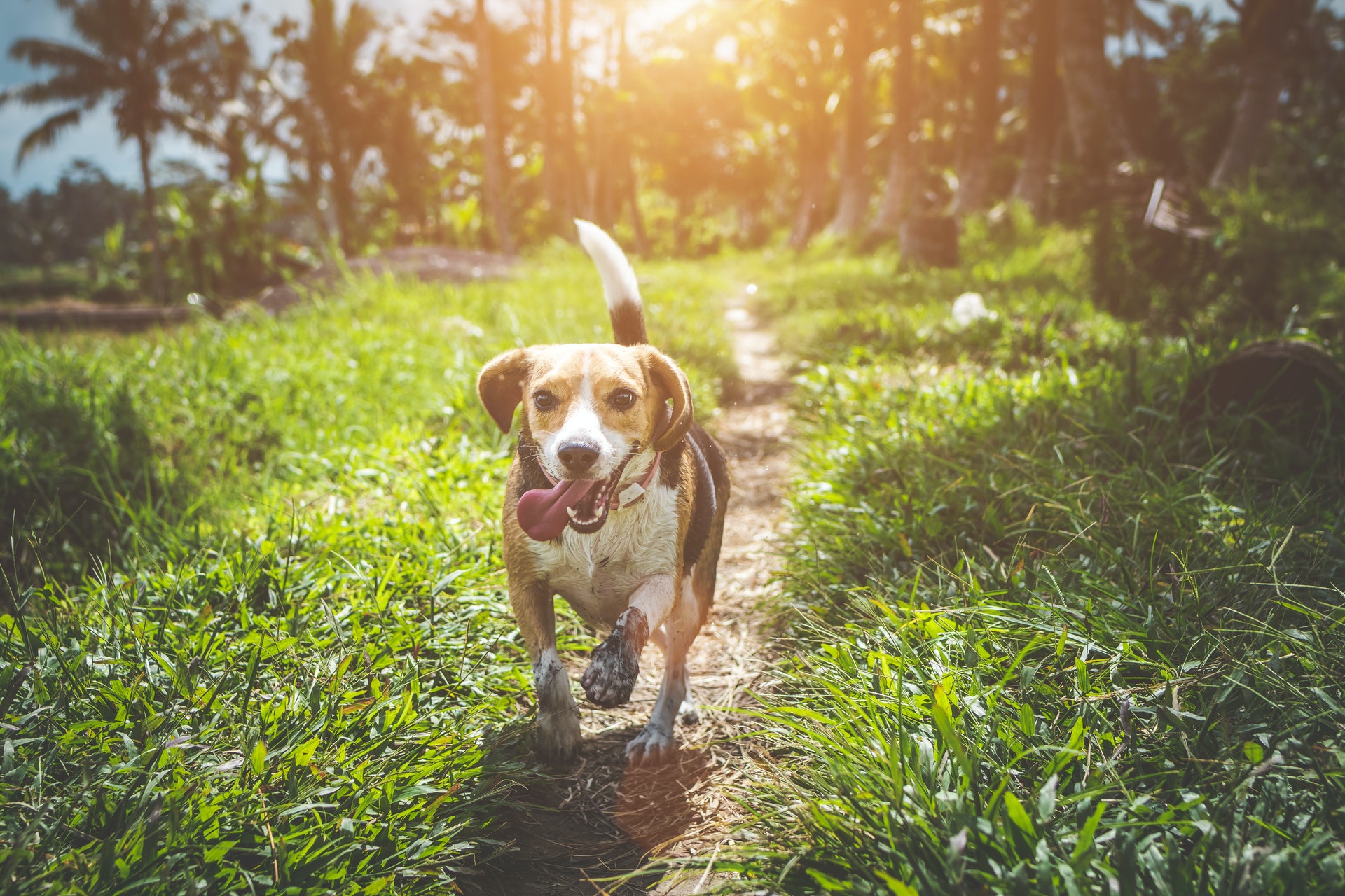 dog running