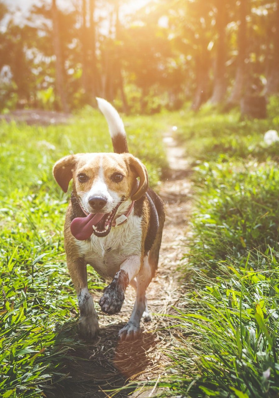 dog running