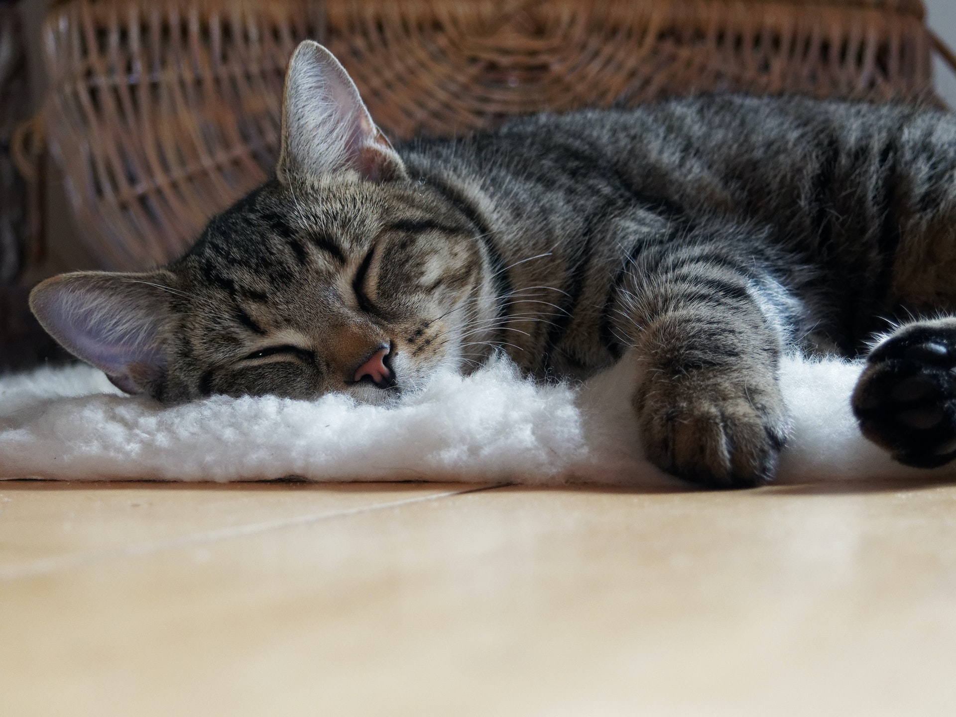 cat cat