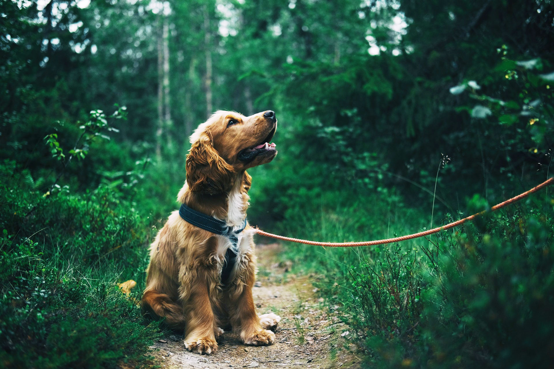 golden spaniel